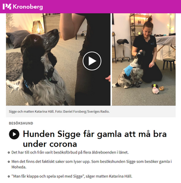 Besöks- och terapihunds verksamhet i Växjö, Tingsryd, Ingelstad, Alvesta, Lessebo, Moheda, Vislanda, Lammhult | lyckefriskvard.se